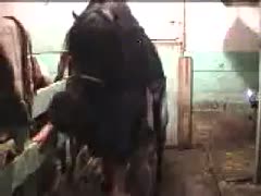 A bold, filthy slut wife accepts beastiality sex with a huge, dark horse while dropping her pants.